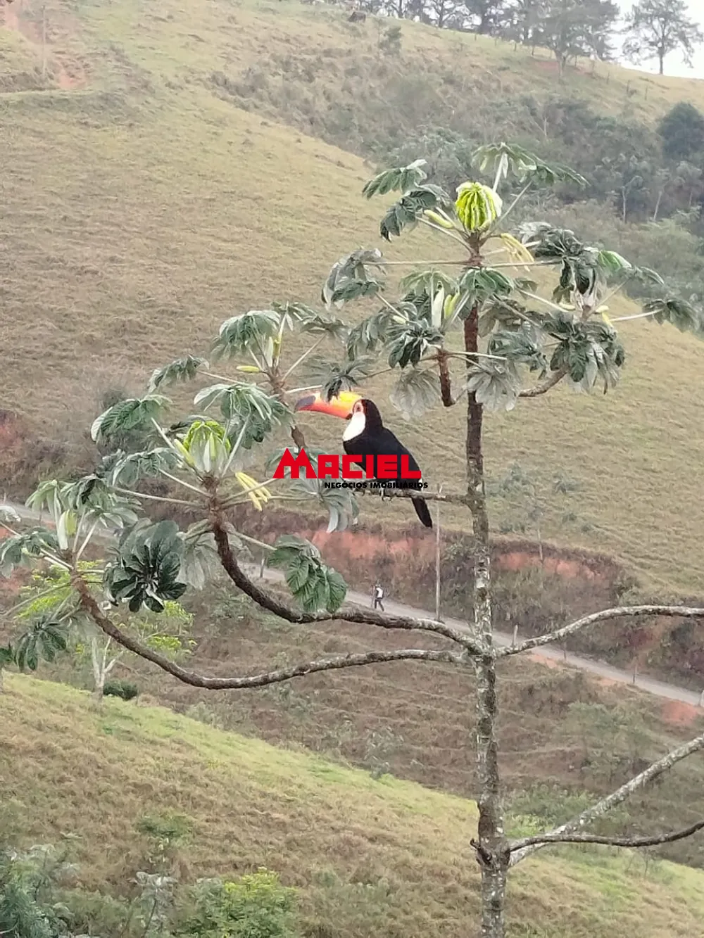 Comprar Rural / Ch&aacute;cara em S&atilde;o Jos&eacute; dos Campos R$ 750.000,00 - Foto 1