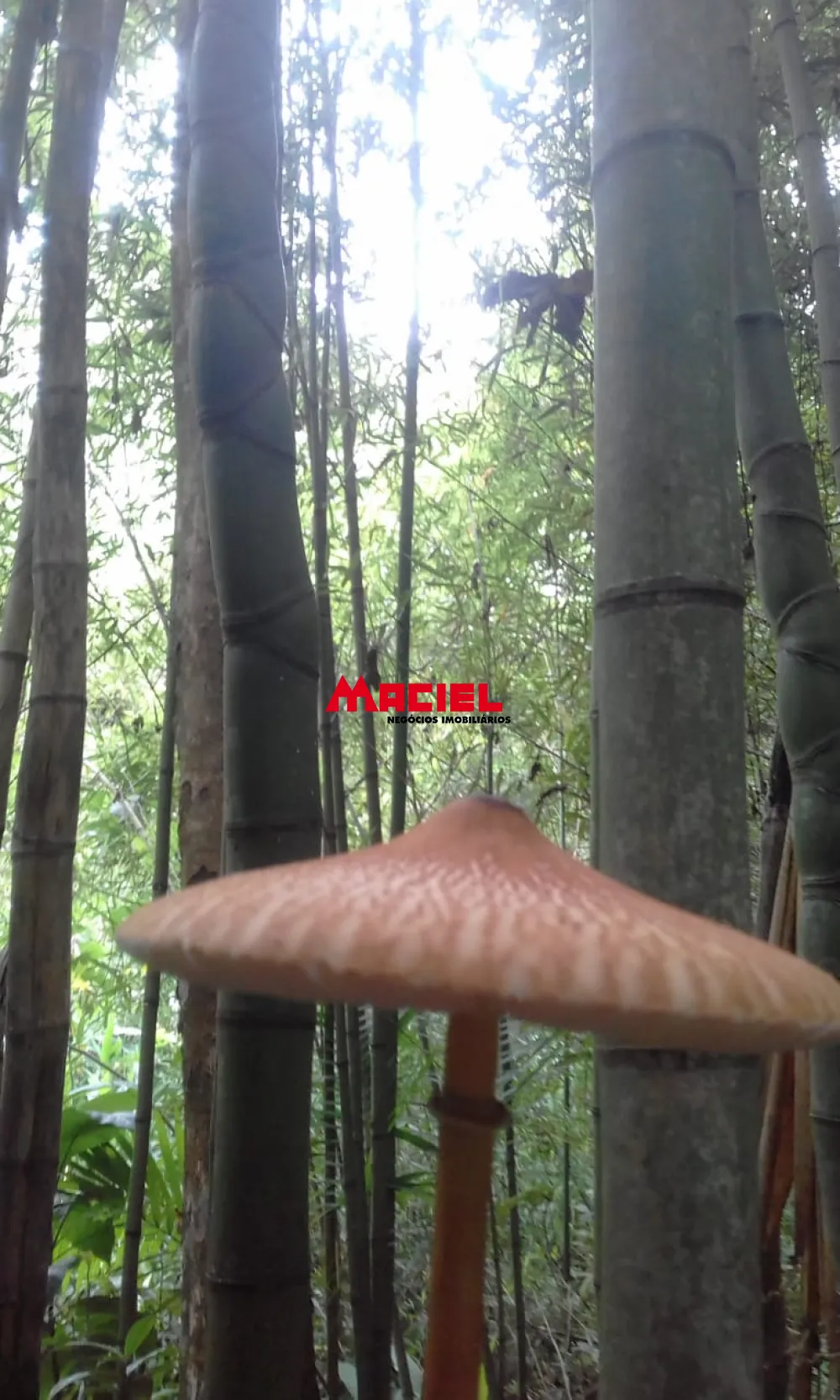 Comprar Rural / S&iacute;tio em S&atilde;o Jos&eacute; dos Campos R$ 780.000,00 - Foto 25