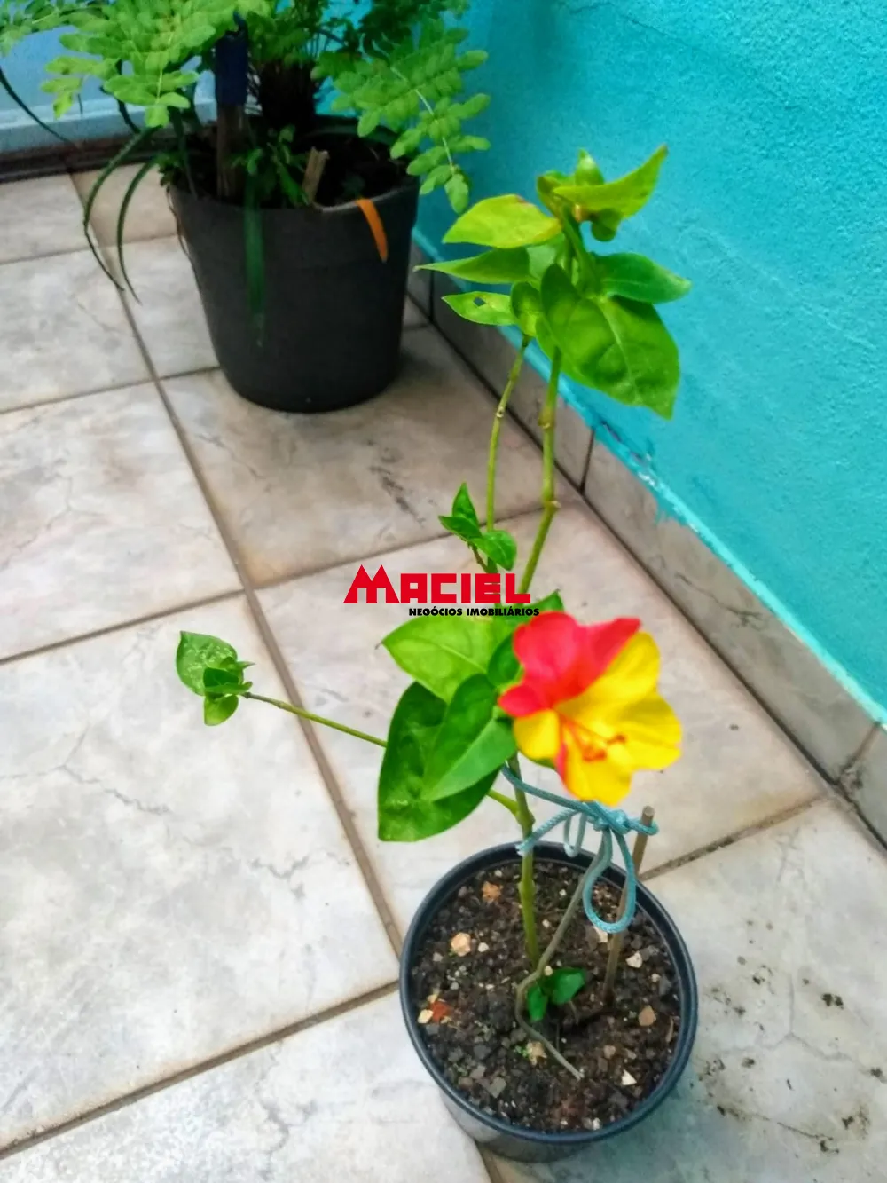 Comprar Casa / Padr&atilde;o em S&atilde;o Jos&eacute; dos Campos R$ 500.000,00 - Foto 5