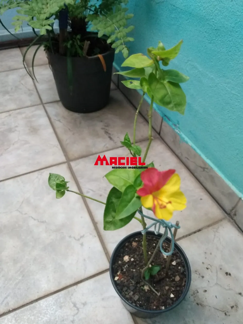 Comprar Casa / Padr&atilde;o em S&atilde;o Jos&eacute; dos Campos R$ 500.000,00 - Foto 8