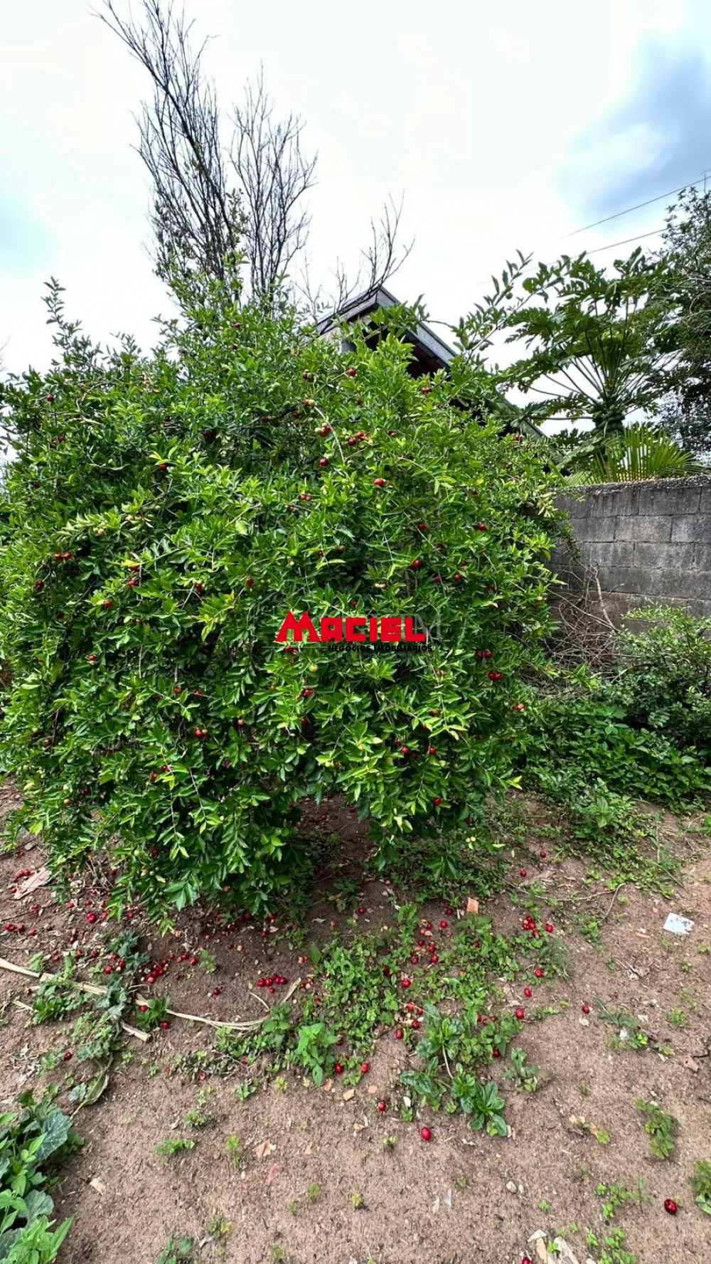 Comprar Rural / Ch&aacute;cara em S&atilde;o Jos&eacute; dos Campos R$ 990.000,00 - Foto 8