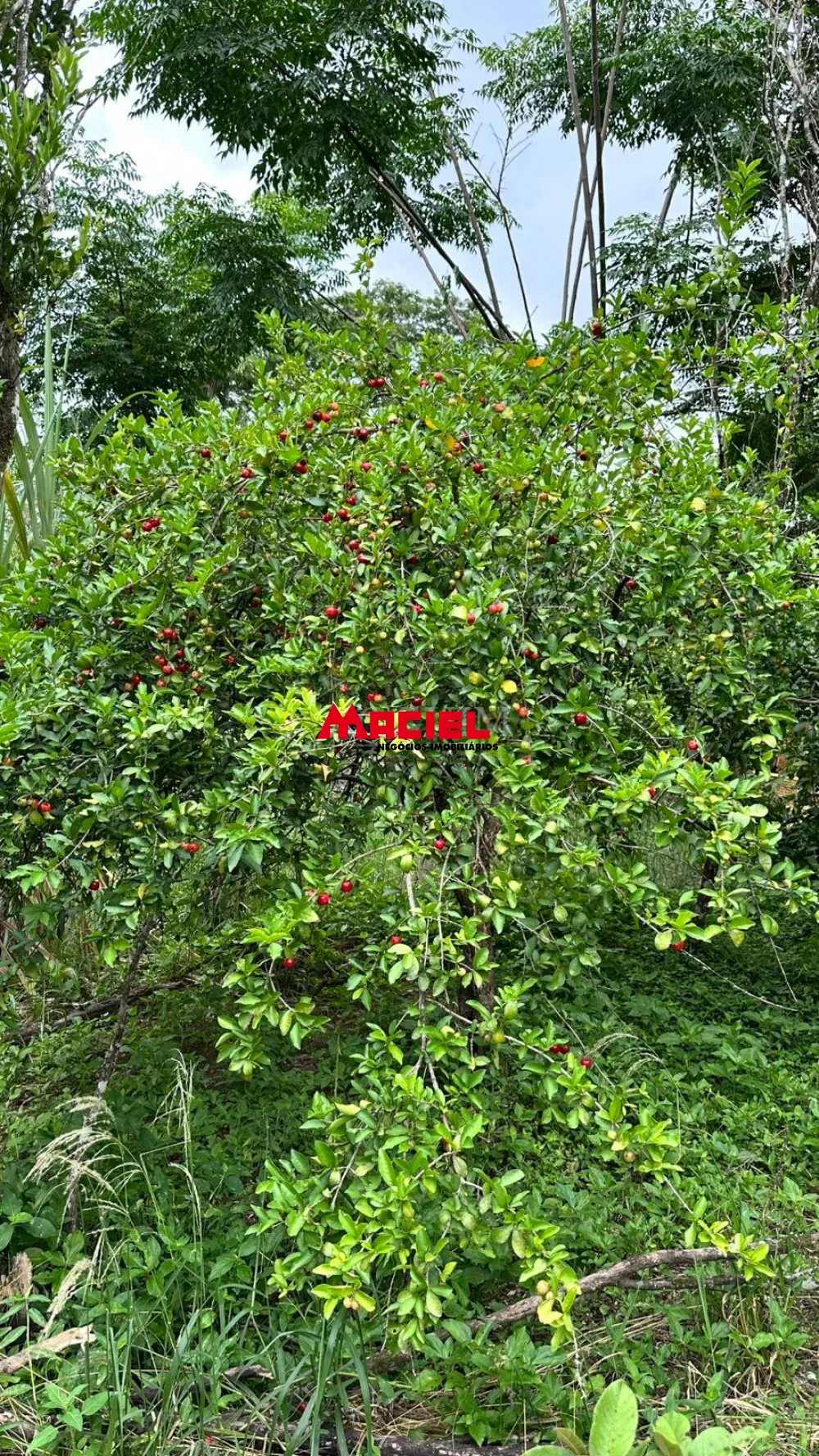 Comprar Rural / Ch&aacute;cara em S&atilde;o Jos&eacute; dos Campos R$ 990.000,00 - Foto 10