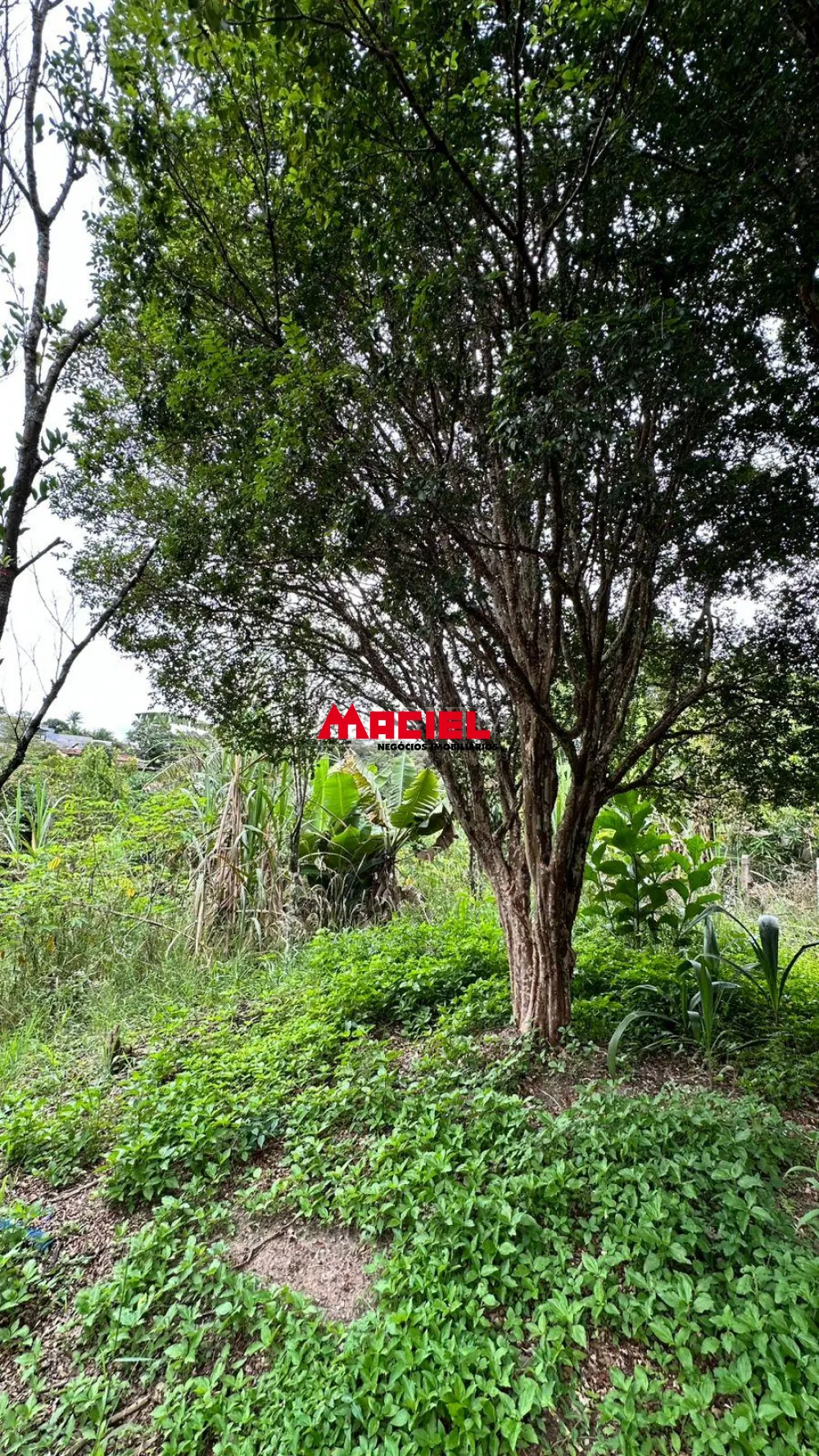 Comprar Rural / Ch&aacute;cara em S&atilde;o Jos&eacute; dos Campos R$ 990.000,00 - Foto 9