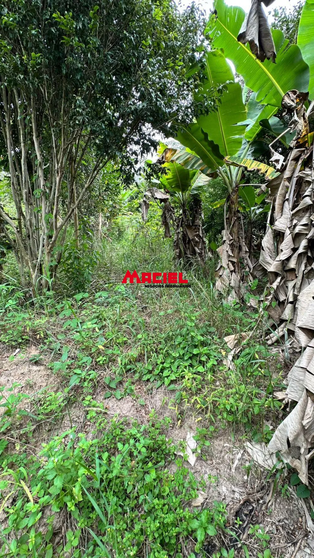 Comprar Rural / Ch&aacute;cara em S&atilde;o Jos&eacute; dos Campos R$ 990.000,00 - Foto 13