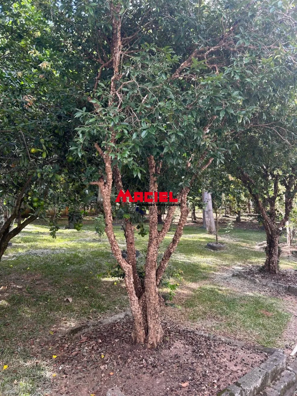 Comprar Rural / Ch&aacute;cara em S&atilde;o Jos&eacute; dos Campos R$ 650.000,00 - Foto 7