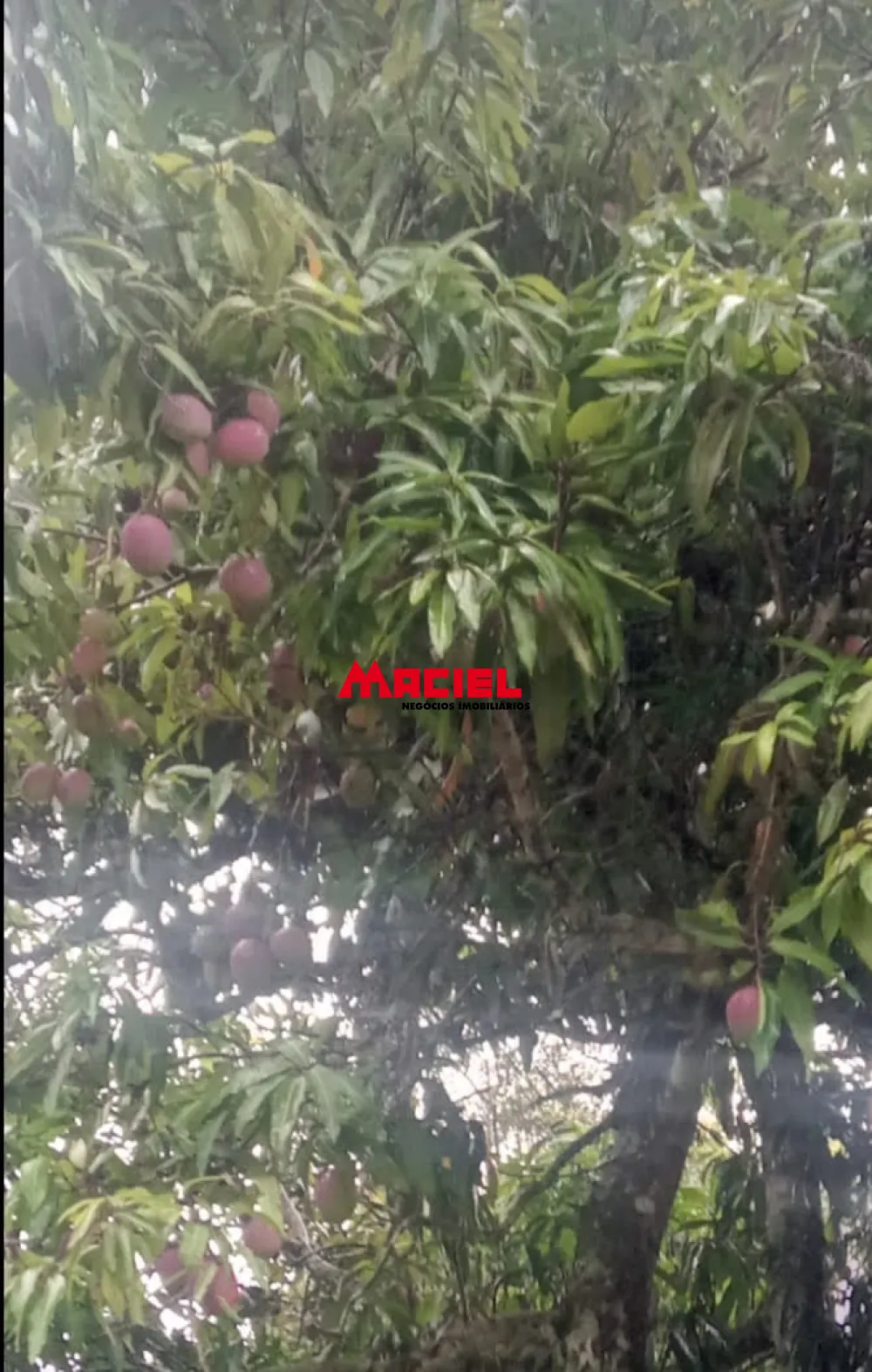 Comprar Rural / Ch&aacute;cara em Ca&ccedil;apava R$ 450.000,00 - Foto 16