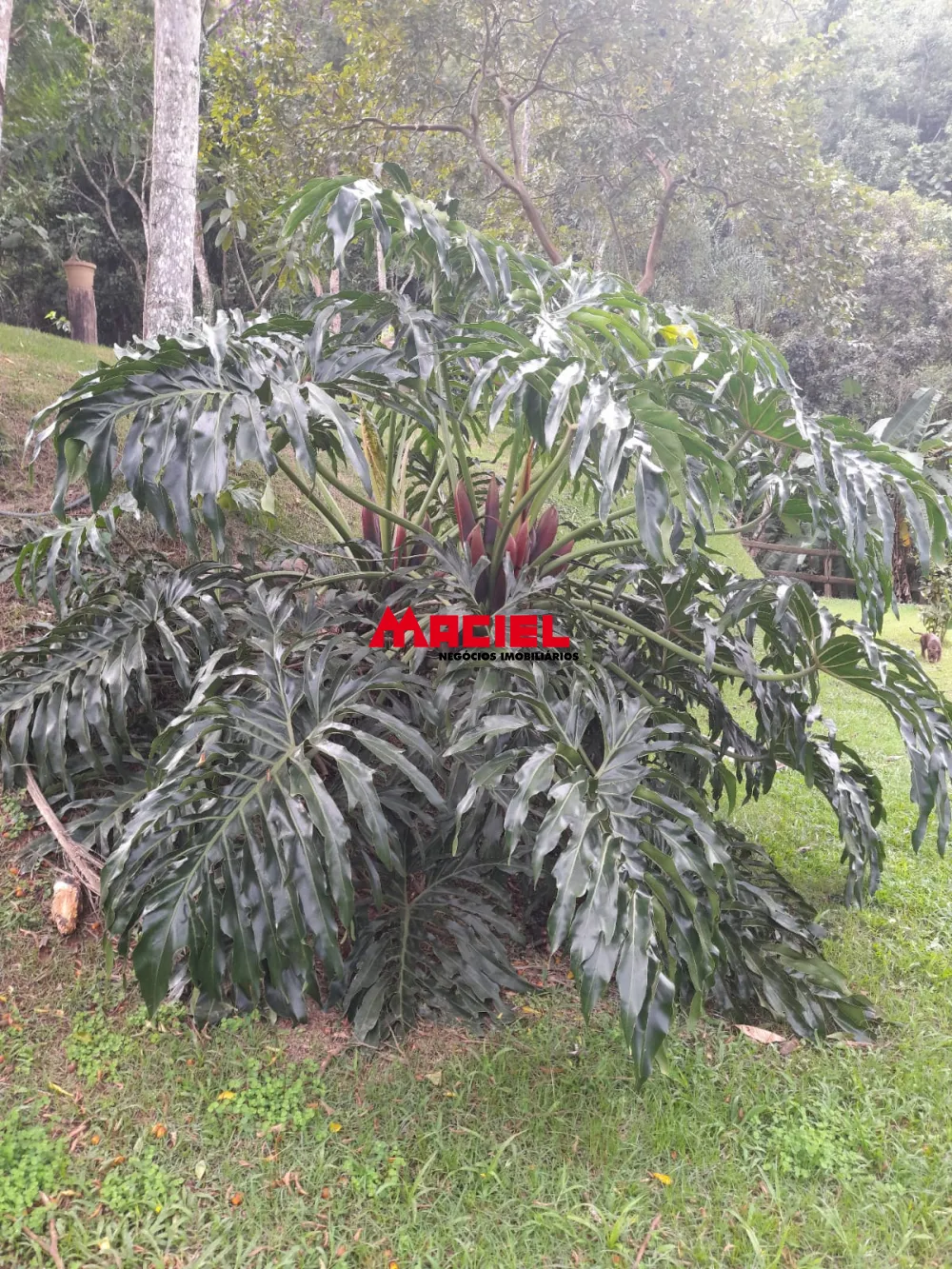 Comprar Rural / Ch&aacute;cara em S&atilde;o Jos&eacute; dos Campos R$ 639.000,00 - Foto 2