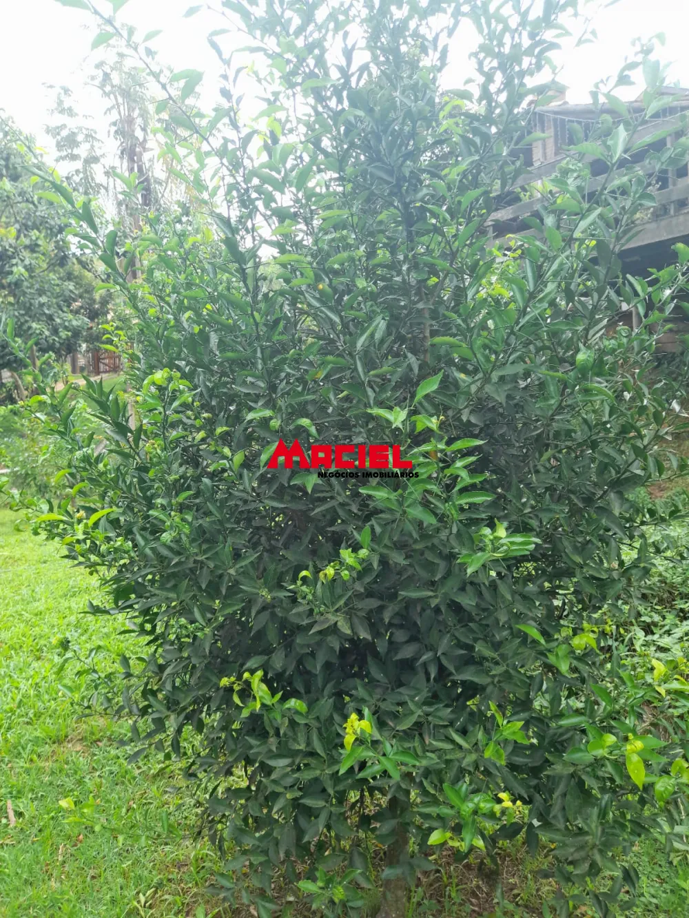 Comprar Rural / Ch&aacute;cara em S&atilde;o Jos&eacute; dos Campos R$ 639.000,00 - Foto 6