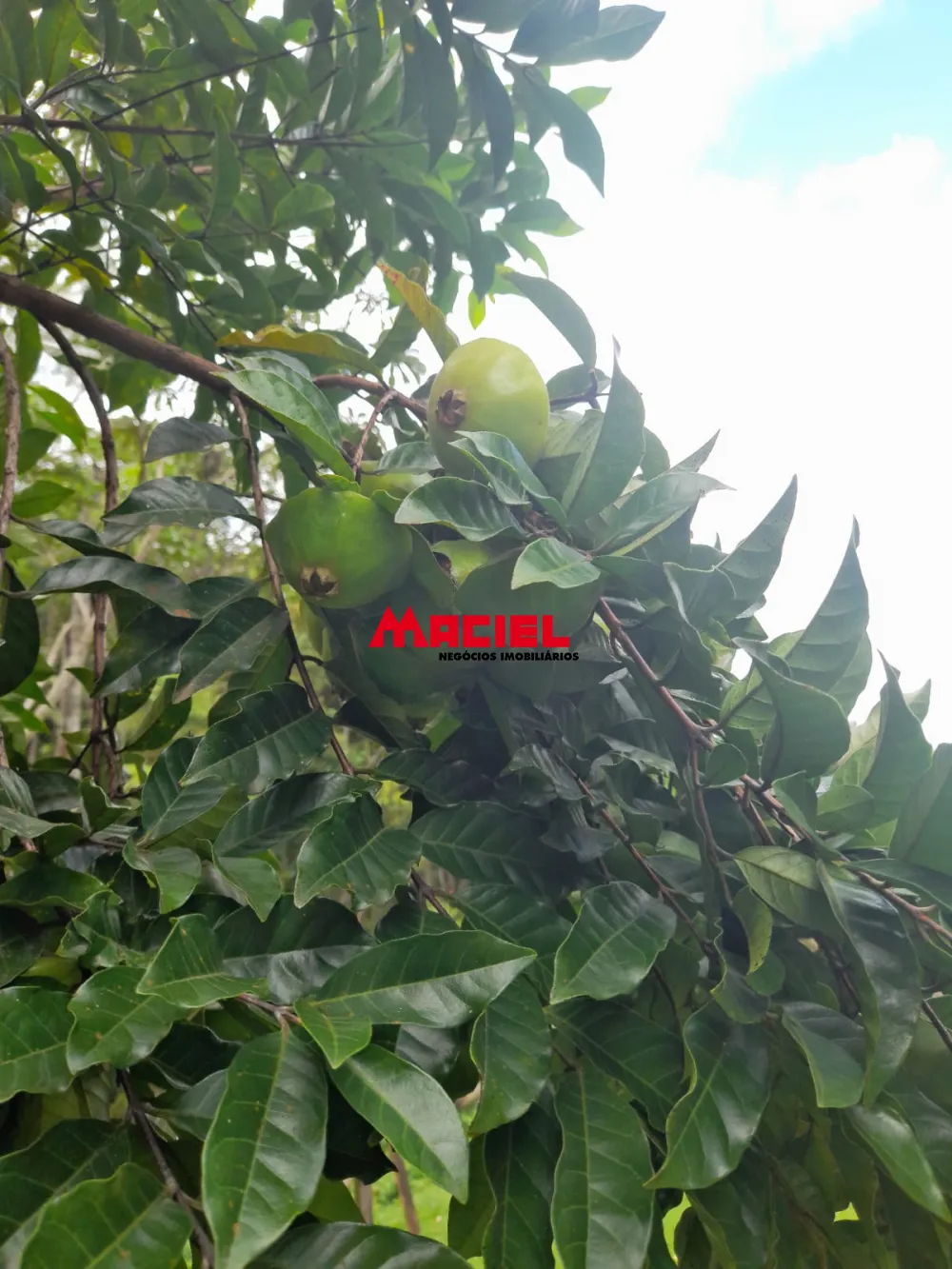 Comprar Rural / Ch&aacute;cara em S&atilde;o Jos&eacute; dos Campos R$ 639.000,00 - Foto 7