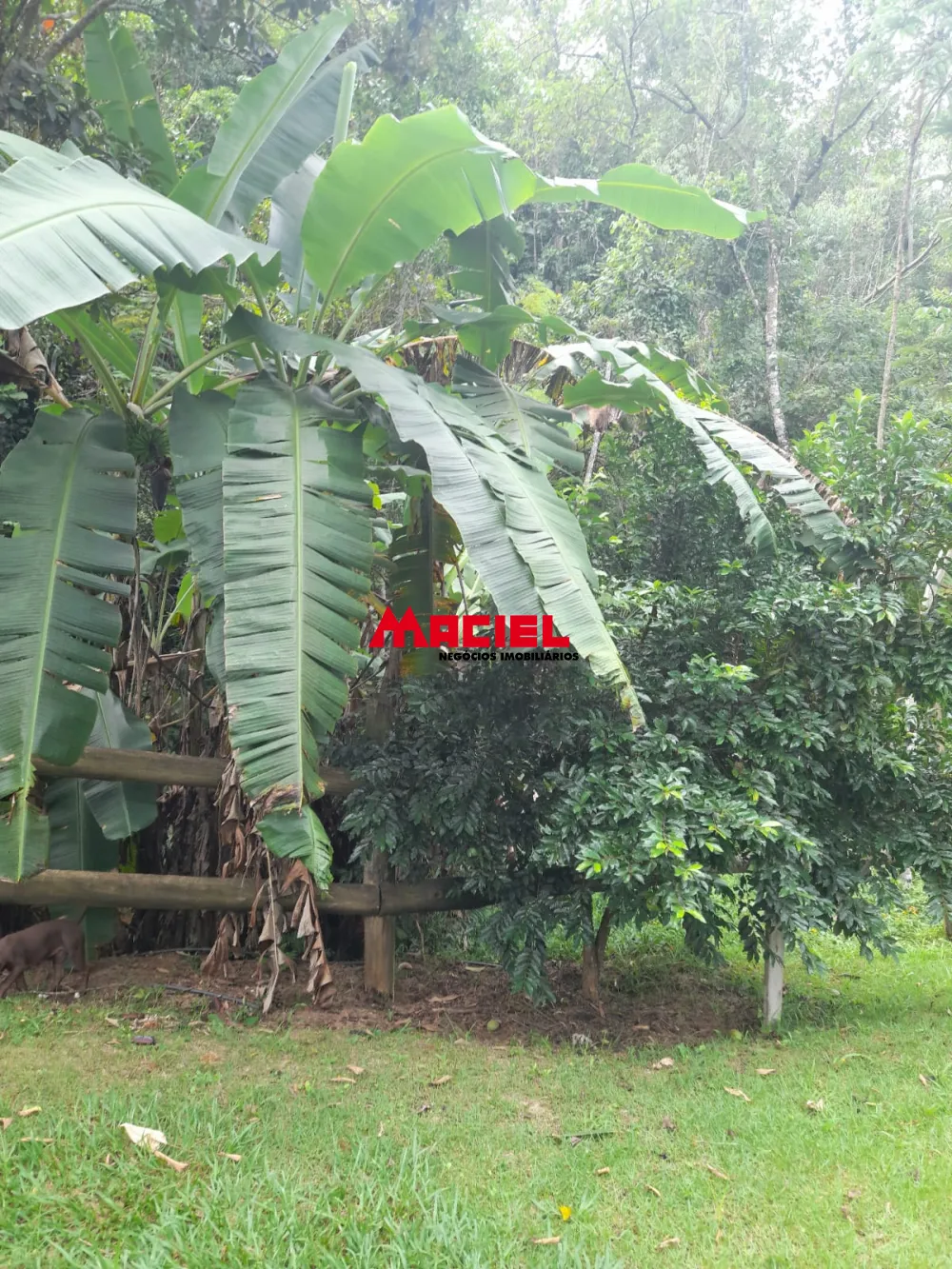 Comprar Rural / Ch&aacute;cara em S&atilde;o Jos&eacute; dos Campos R$ 639.000,00 - Foto 9