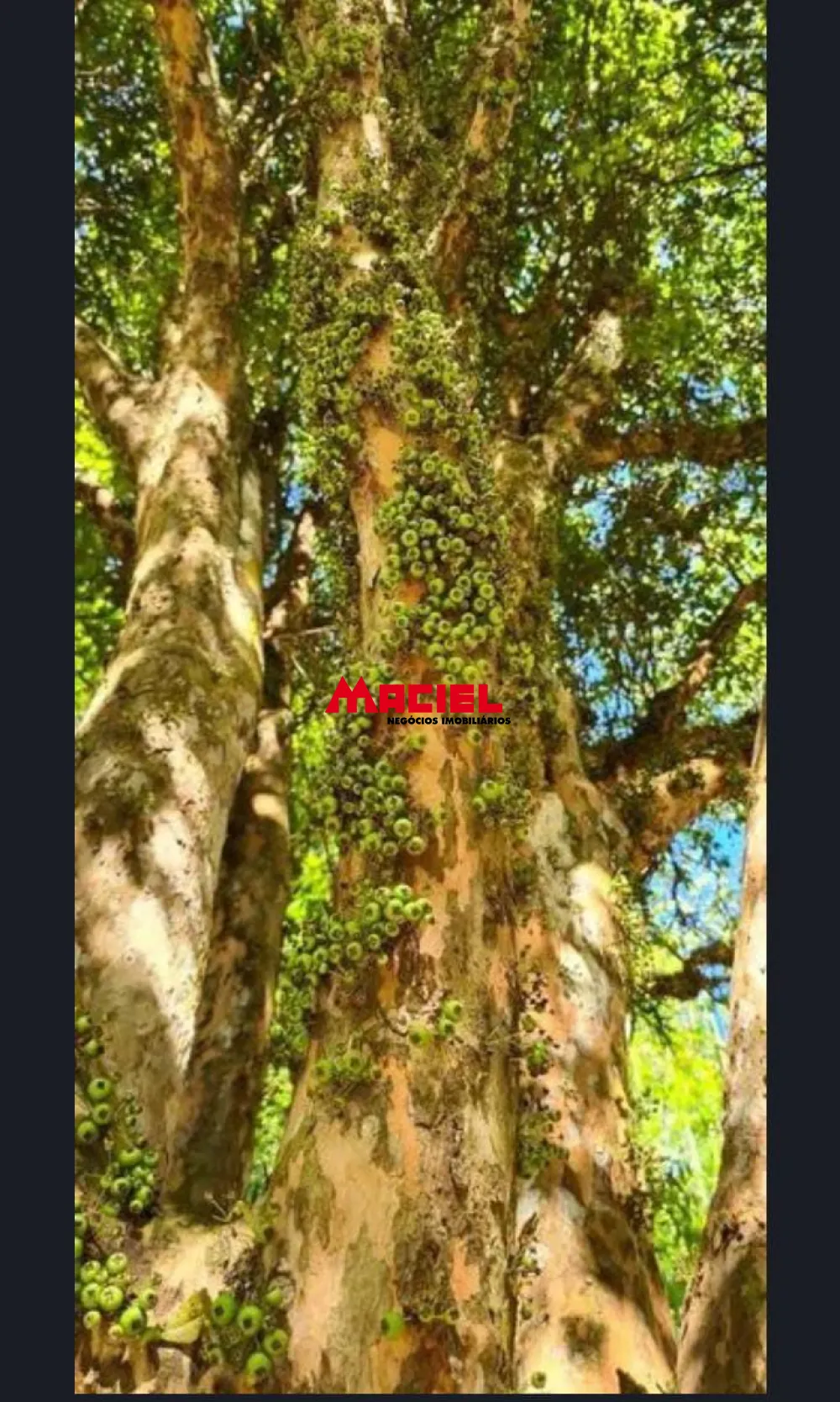 Comprar Rural / Ch&aacute;cara em Monteiro Lobato R$ 600.000,00 - Foto 1