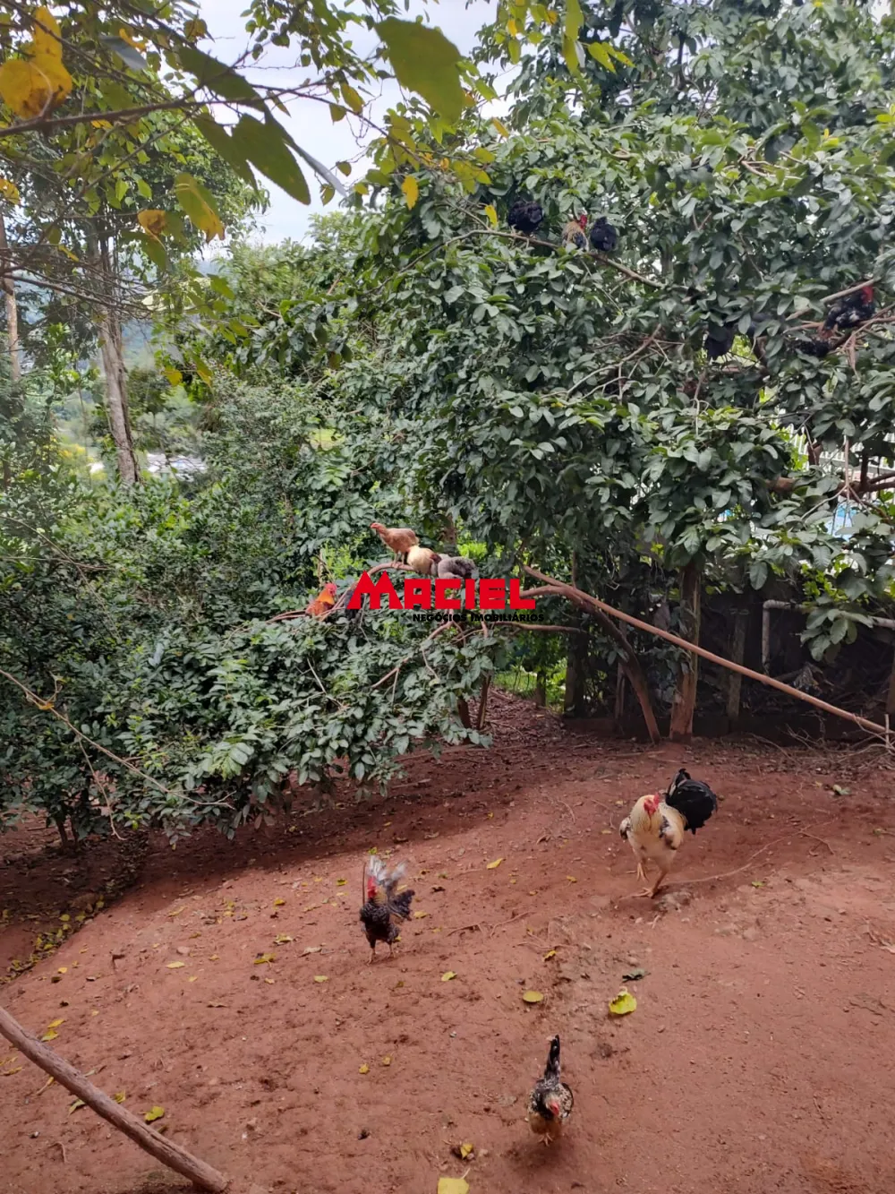 Comprar Casa / Sobrado em Paraibuna R$ 650.000,00 - Foto 27