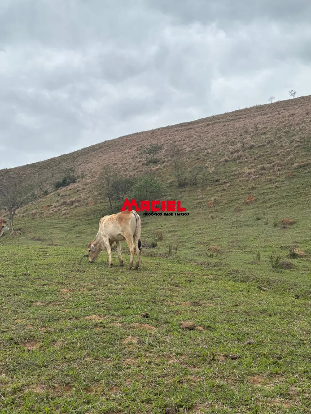 Comprar Terreno / &Aacute;rea em S&atilde;o Jos&eacute; dos Campos R$ 600.000,00 - Foto 7