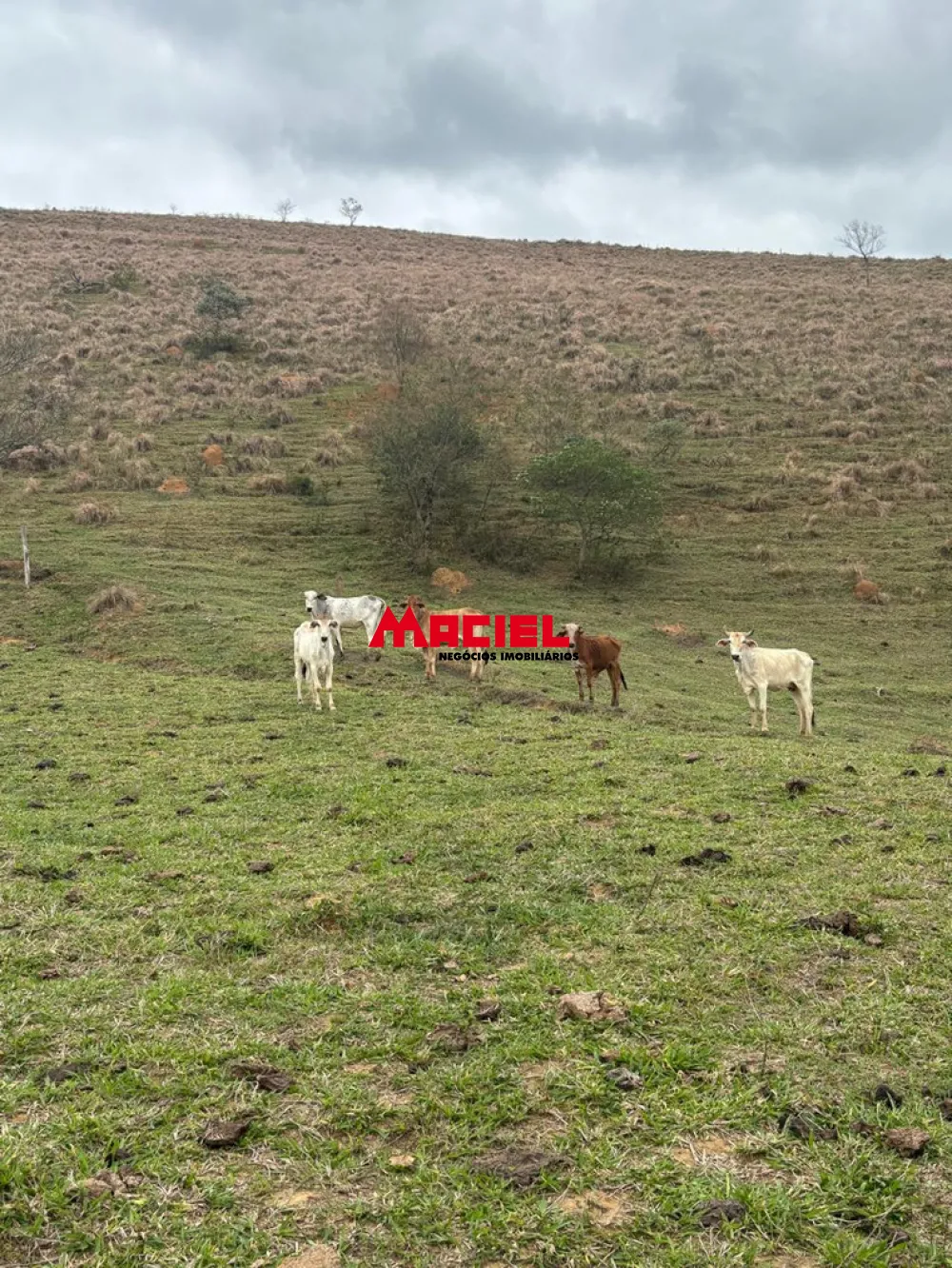 Comprar Terreno / &Aacute;rea em S&atilde;o Jos&eacute; dos Campos R$ 600.000,00 - Foto 9