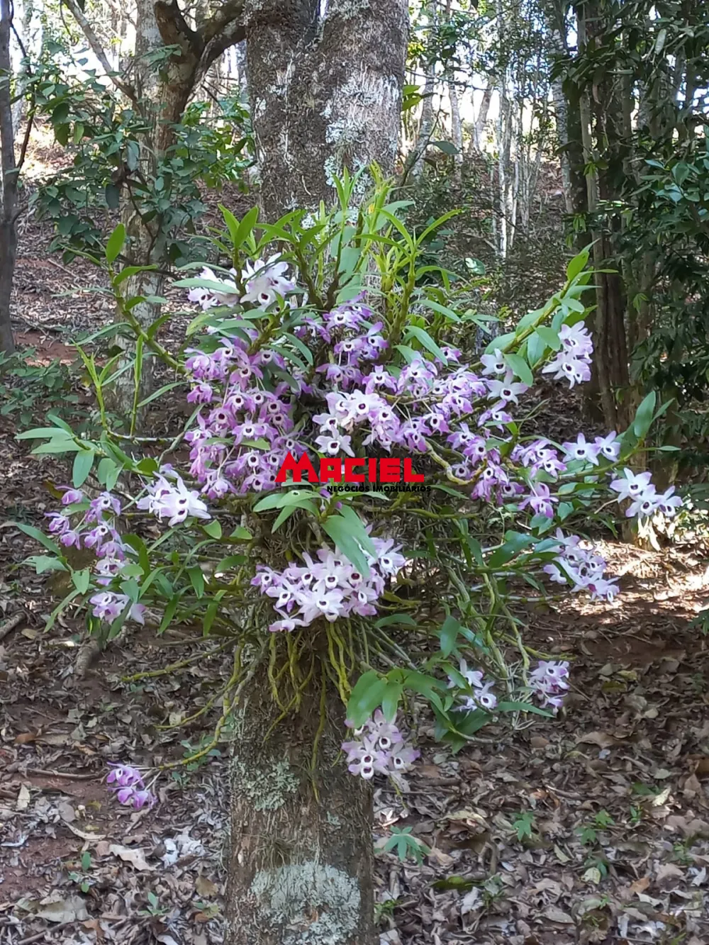 Comprar Rural / S&iacute;tio em Monteiro Lobato R$ 1.500.000,00 - Foto 15