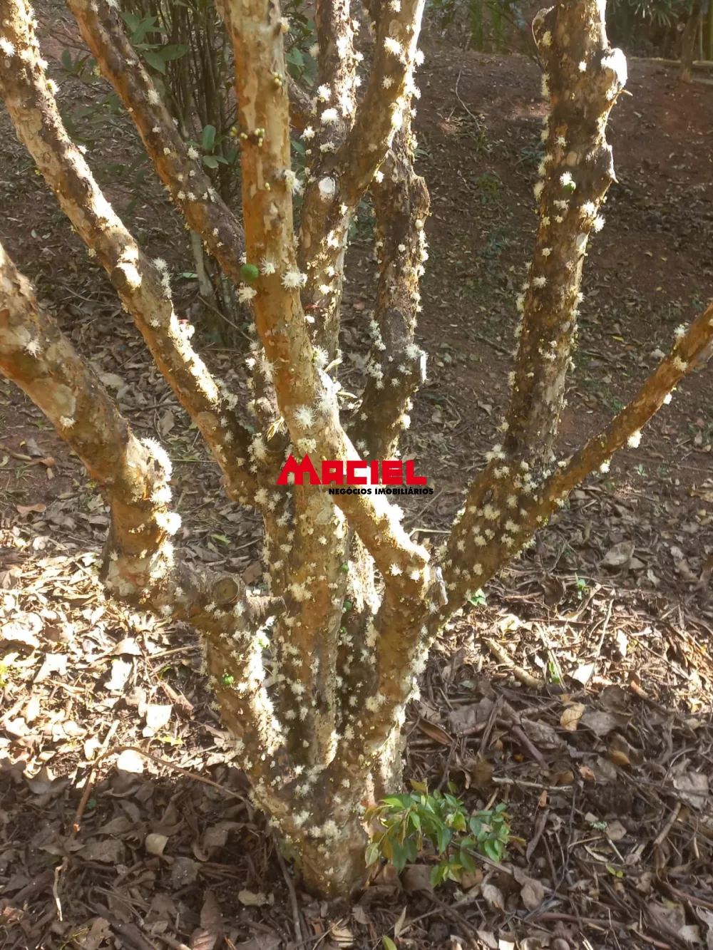 Comprar Rural / S&iacute;tio em Monteiro Lobato R$ 1.500.000,00 - Foto 16