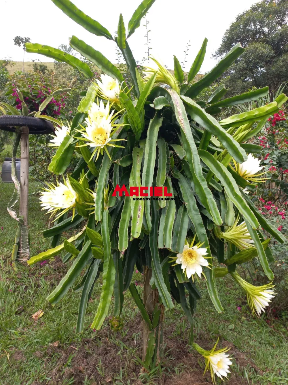 Comprar Rural / S&iacute;tio em Monteiro Lobato R$ 1.500.000,00 - Foto 30