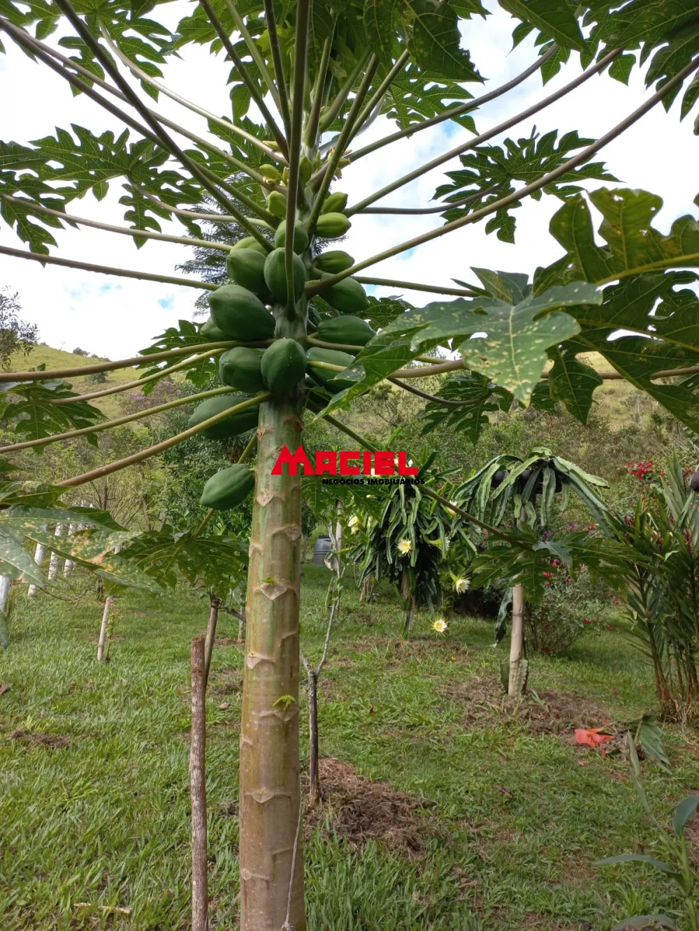 Comprar Rural / S&iacute;tio em Monteiro Lobato R$ 1.500.000,00 - Foto 33