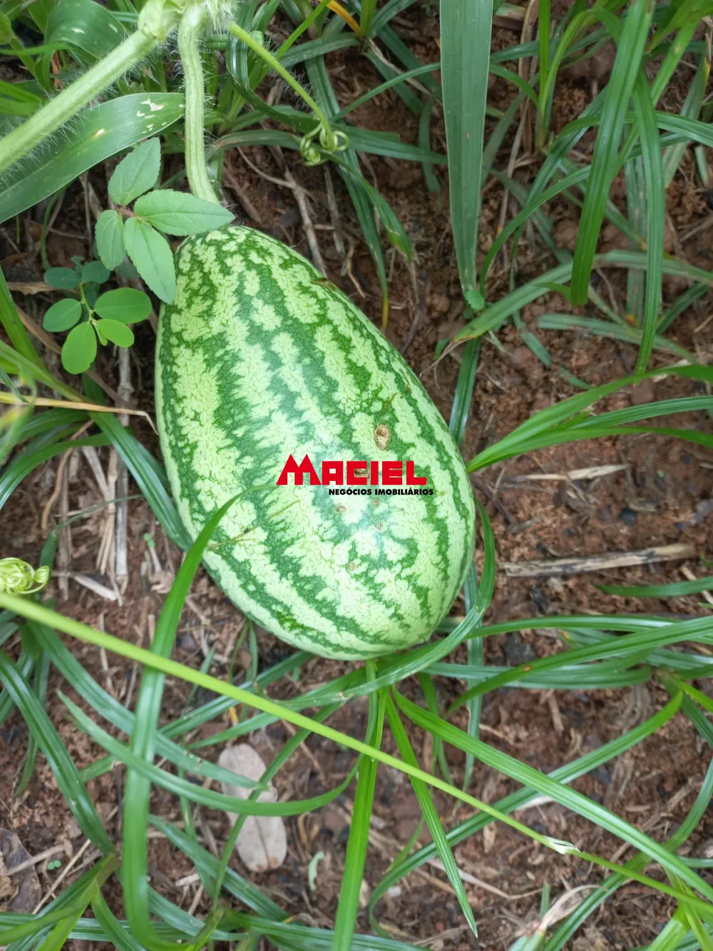 Comprar Rural / S&iacute;tio em Monteiro Lobato R$ 1.500.000,00 - Foto 40