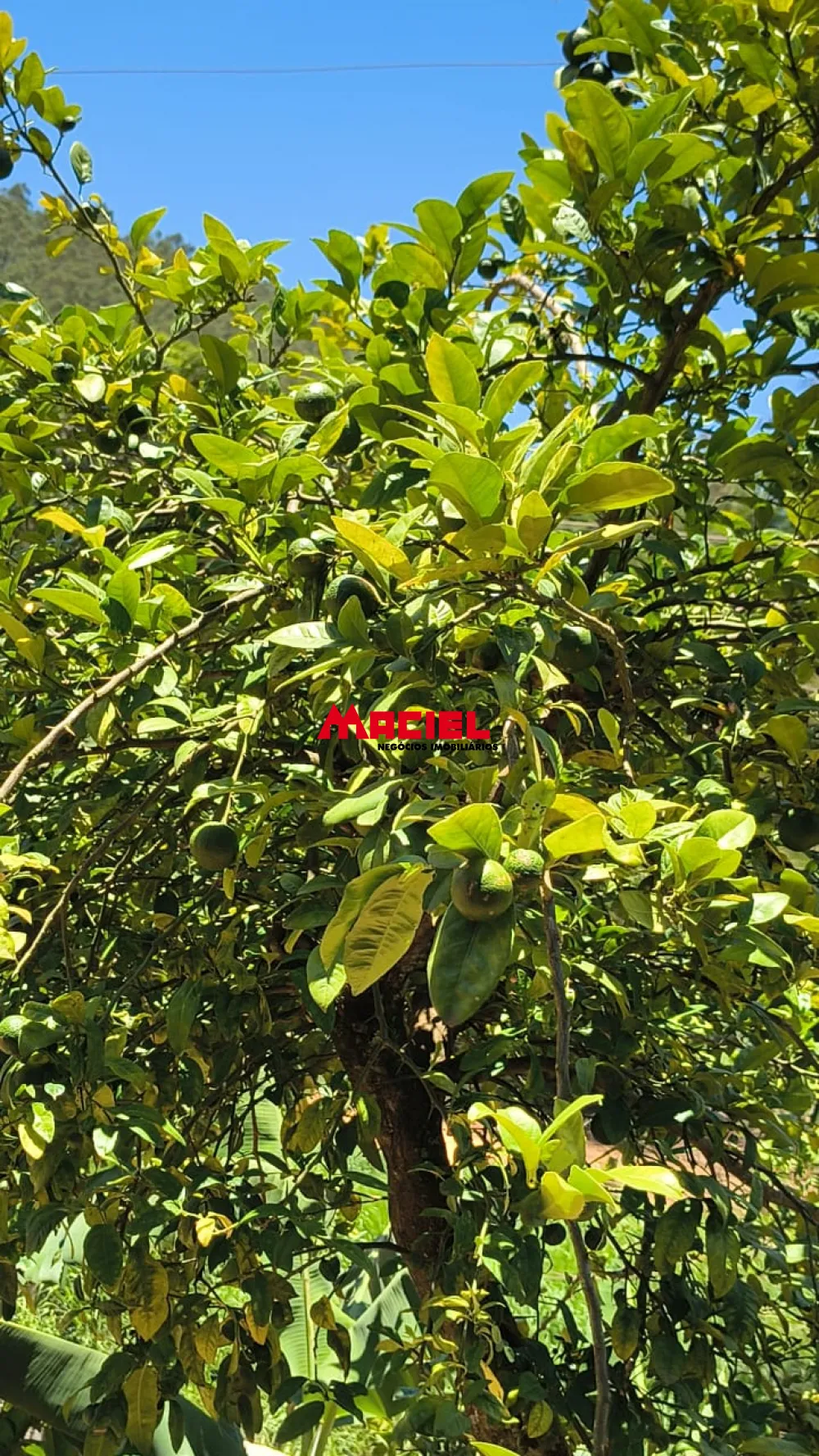 Comprar Rural / Ch&aacute;cara em Jacare&iacute; R$ 380.000,00 - Foto 10