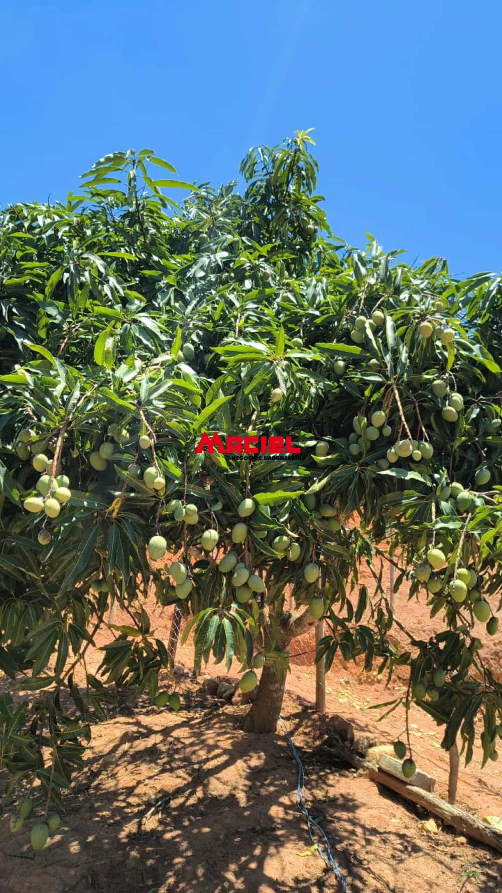 Comprar Rural / Ch&aacute;cara em Jacare&iacute; R$ 380.000,00 - Foto 11