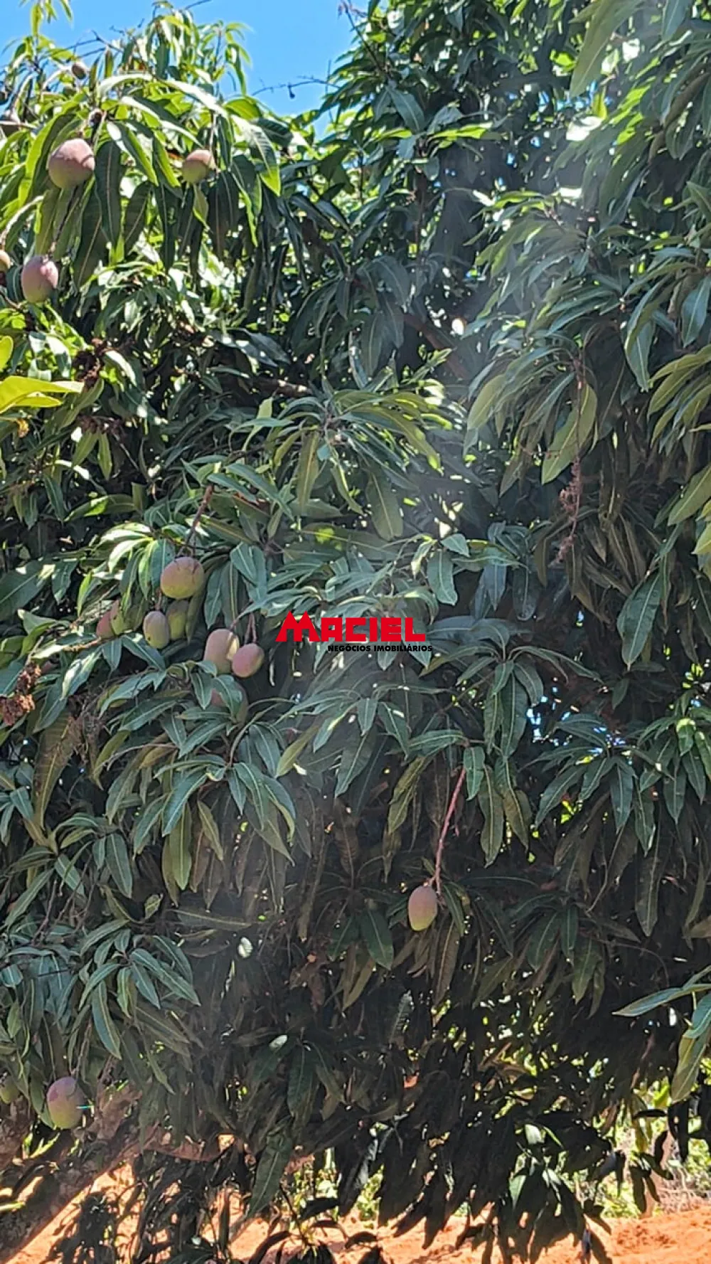 Comprar Rural / Ch&aacute;cara em Jacare&iacute; R$ 380.000,00 - Foto 12