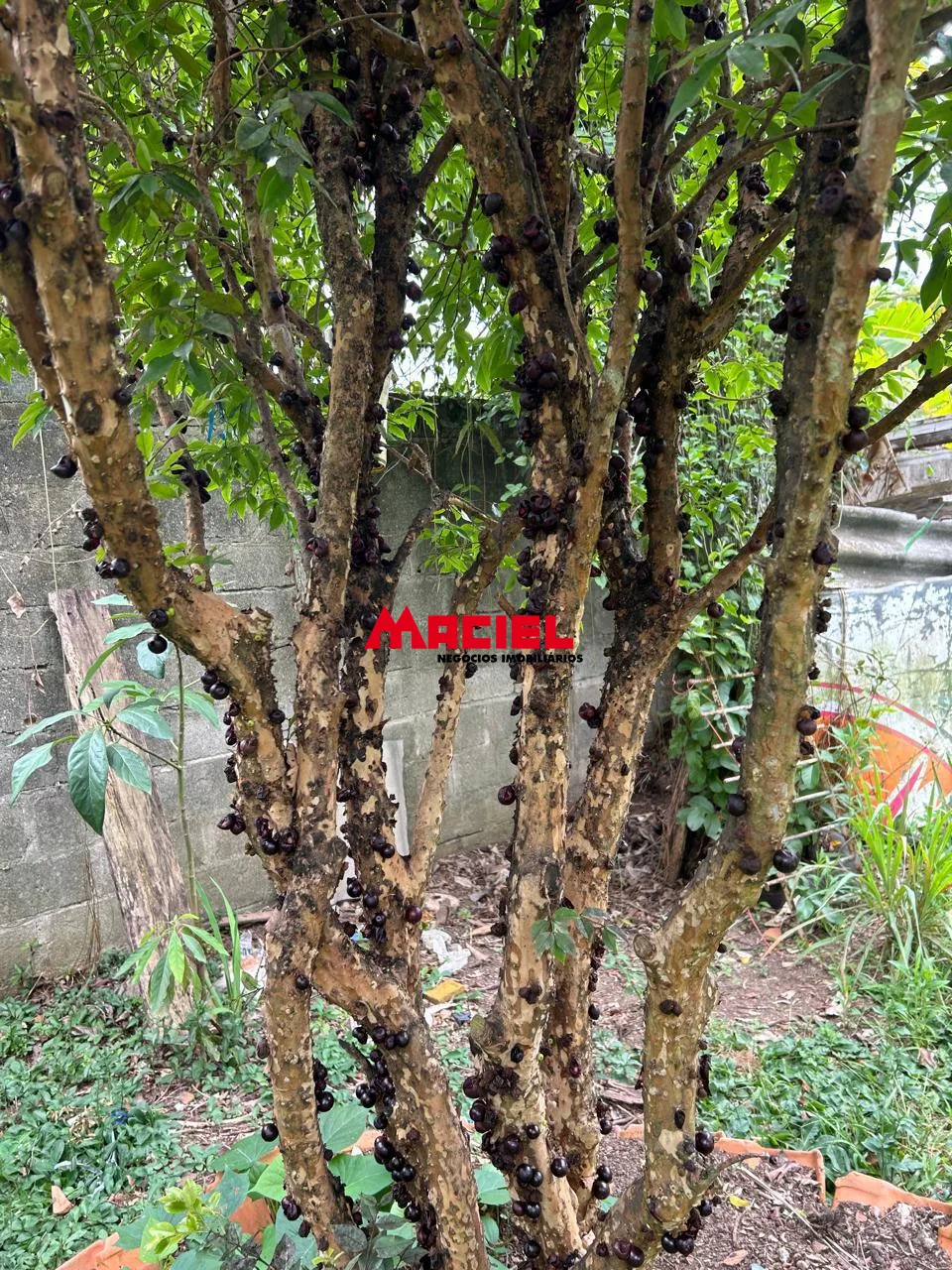 Comprar Rural / Ch&aacute;cara em S&atilde;o Jos&eacute; dos Campos R$ 1.200.000,00 - Foto 34