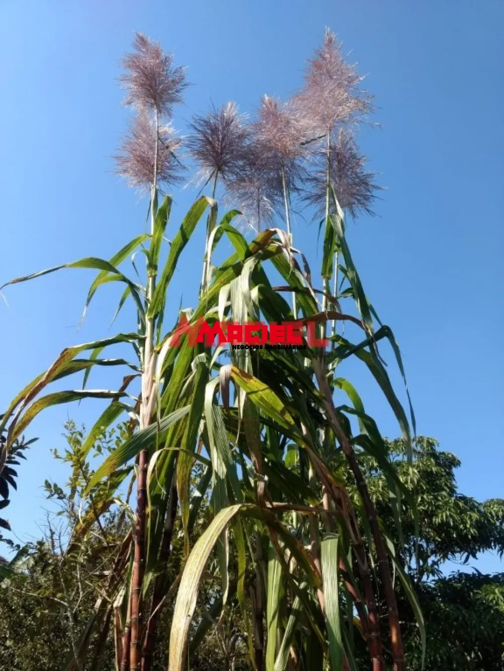 Alugar Rural / Ch&aacute;cara em S&atilde;o Jos&eacute; dos Campos R$ 4.000,00 - Foto 28