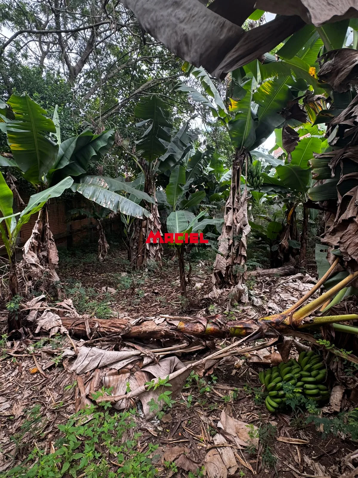 Comprar Casa / Padr&atilde;o em S&atilde;o Jos&eacute; dos Campos R$ 479.000,00 - Foto 17