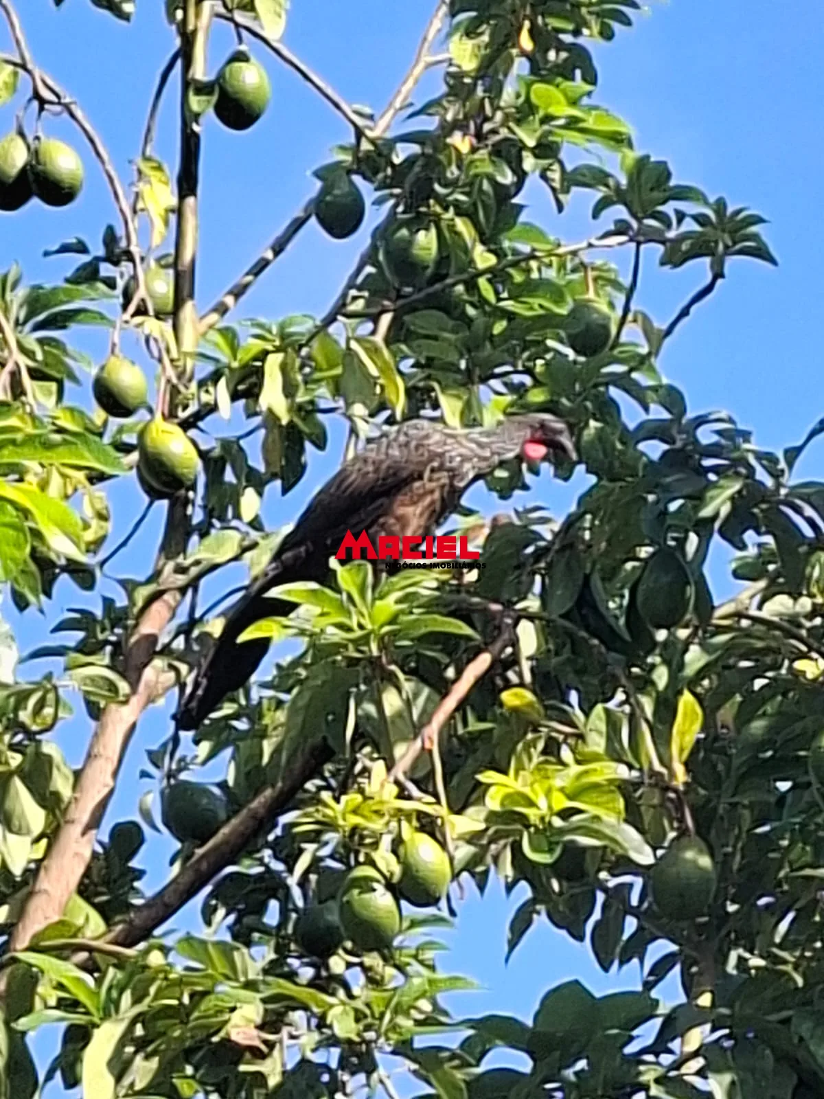 Alugar Rural / Ch&aacute;cara em S&atilde;o Jos&eacute; dos Campos R$ 6.500,00 - Foto 15