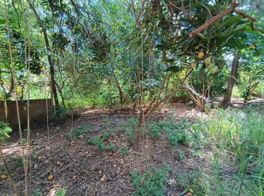 Foto 15