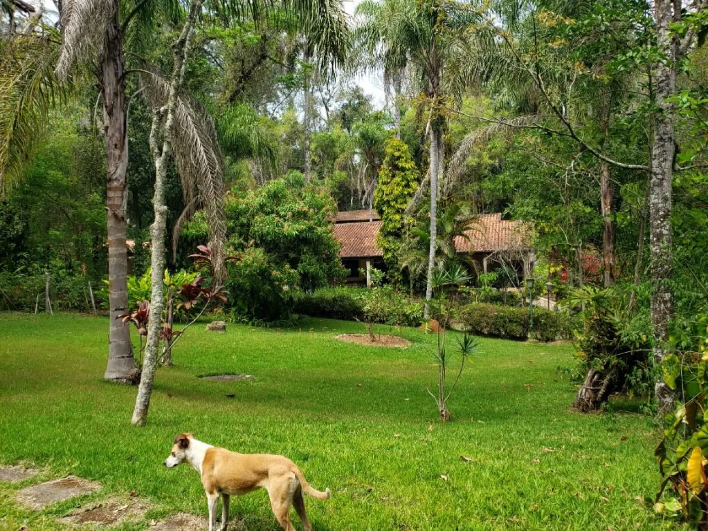 Comprar Rural / S&iacute;tio em Campo Limpo Paulista R$ 6.500.000,00 - Foto 18