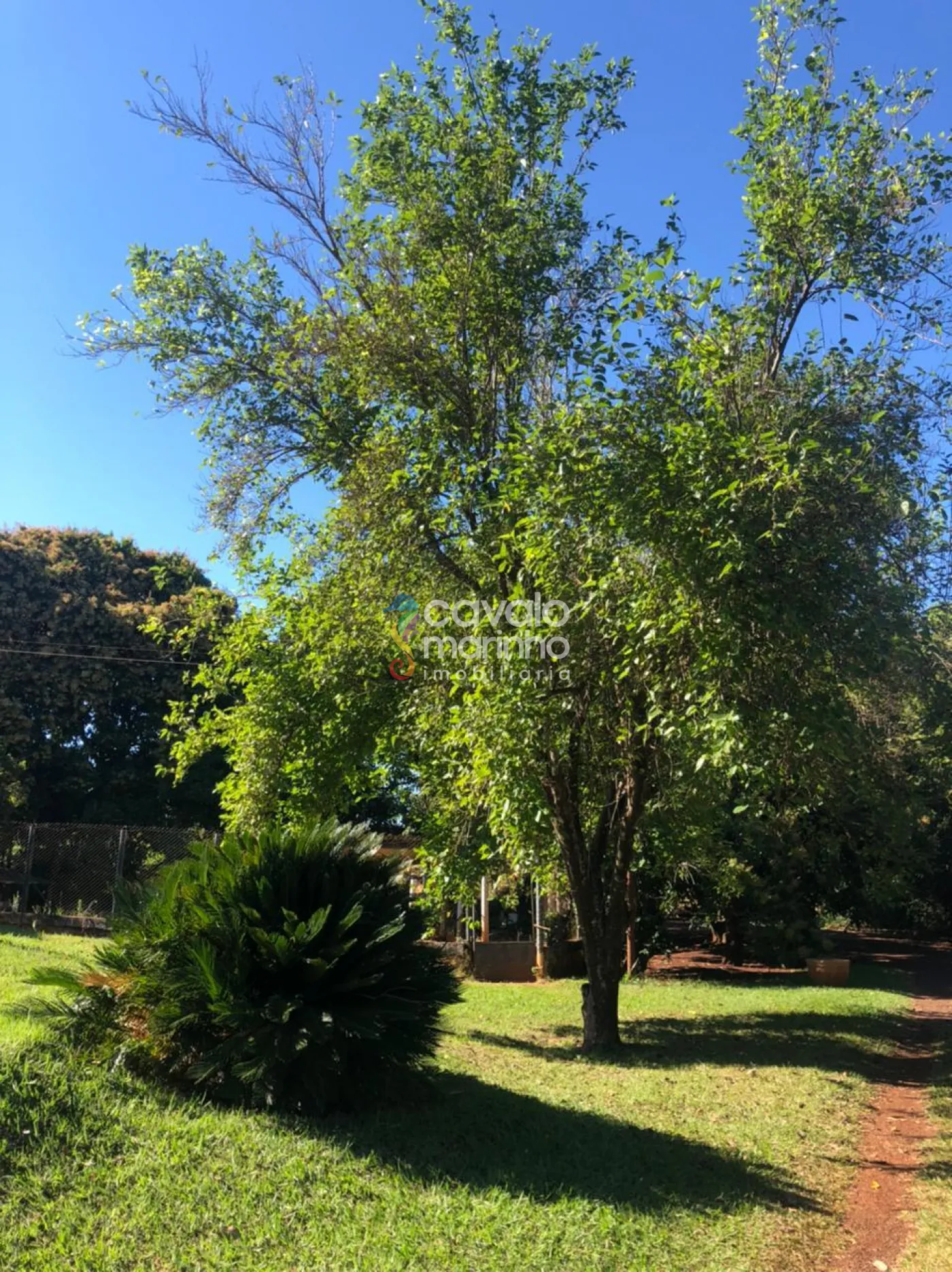 Comprar Rural / Ch&aacute;cara em Ribeir&atilde;o Preto R$ 5.185.000,00 - Foto 4
