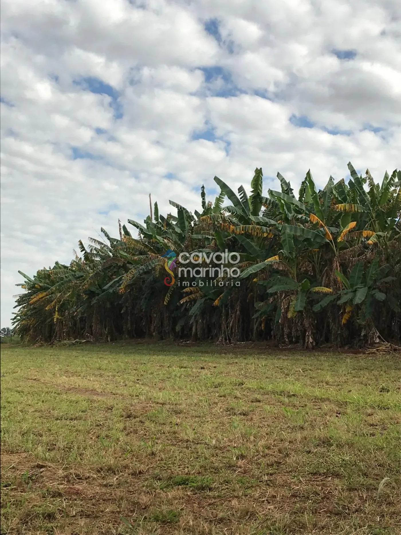 Comprar Rural / Ch&aacute;cara em Ribeir&atilde;o Preto R$ 5.185.000,00 - Foto 7