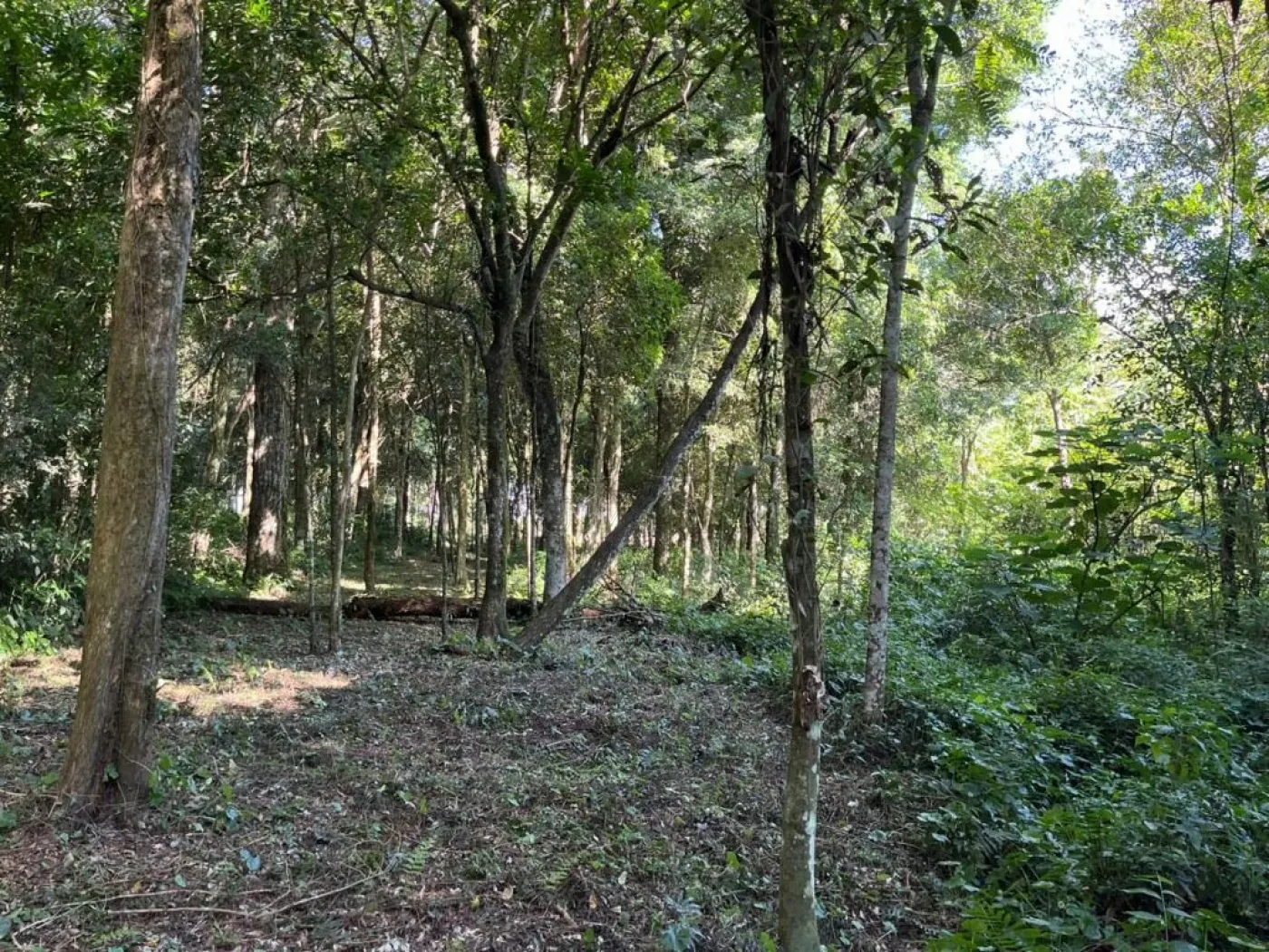 Área próxima à Avenida das Cataratas II !!!