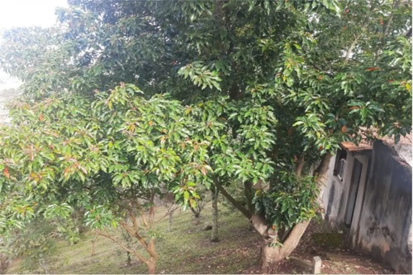 Alugar Rural / Ch&aacute;cara em Campo Limpo Paulista R$ 3.200,00 - Foto 21