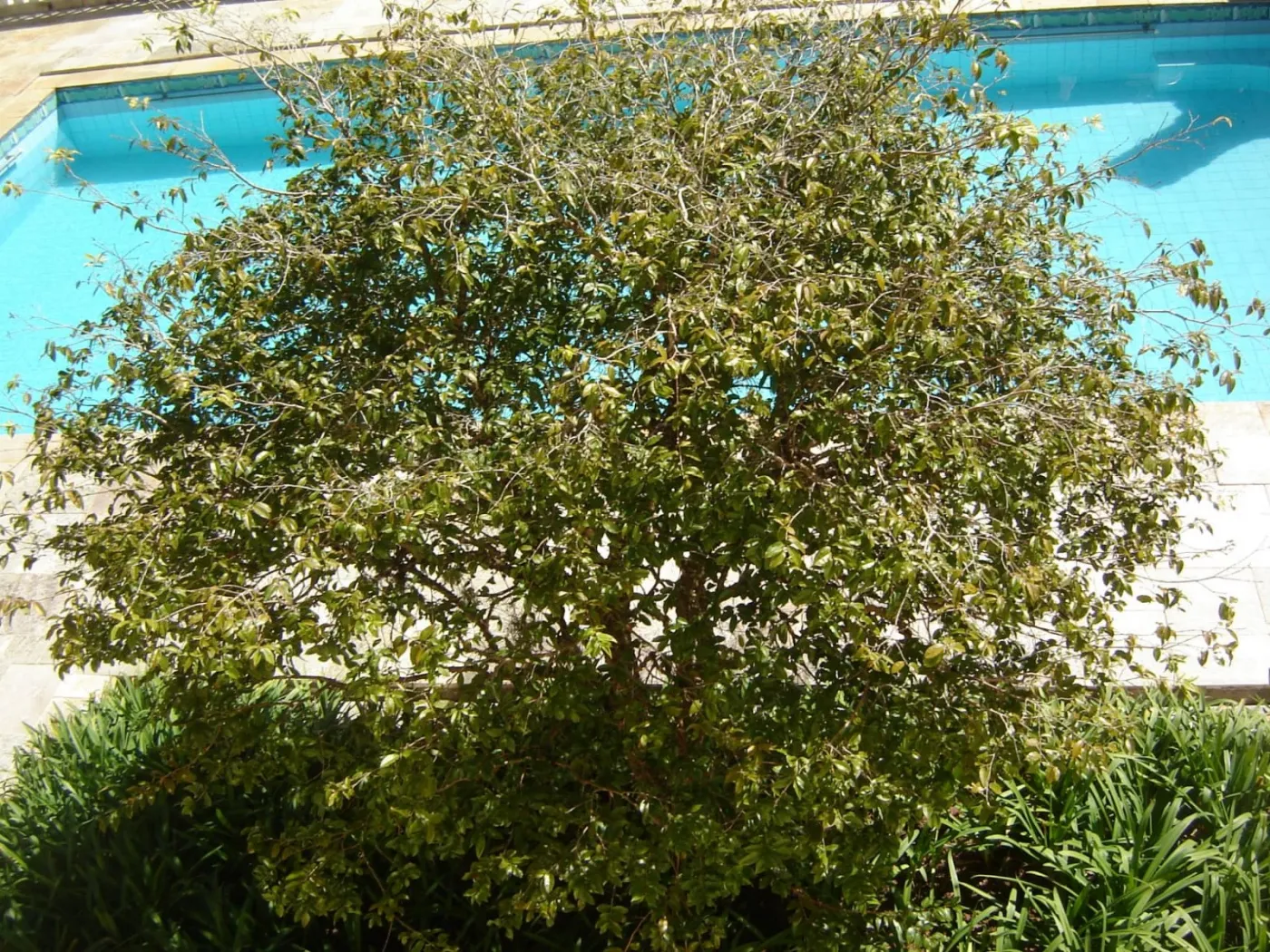 Comprar Casa / Alto Padr&atilde;o em Campo Limpo Paulista R$ 1.499.000,00 - Foto 120