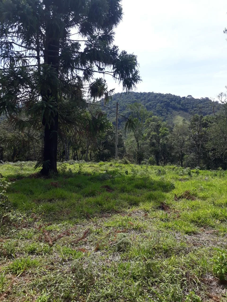 Comprar Terreno / Padr&atilde;o em S&atilde;o Jos&eacute; dos Campos R$ 266.000,00 - Foto 3