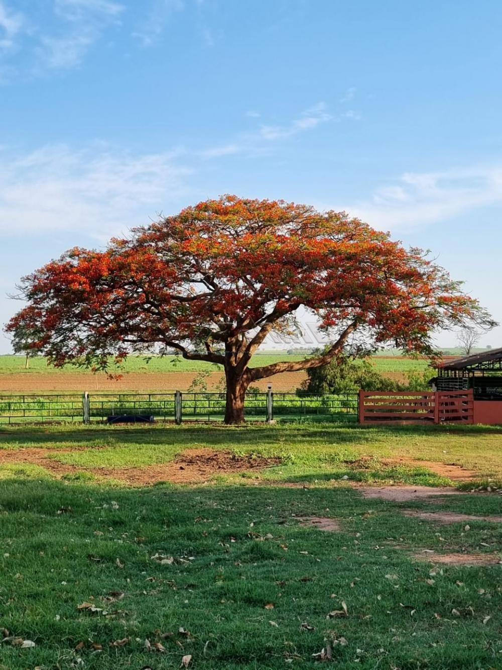 Comprar Rural / S&iacute;tio em Orindi&uacute;va R$ 8.500.000,00 - Foto 4