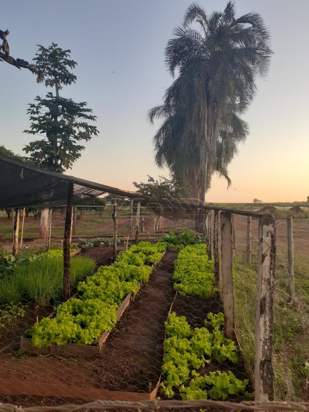 Comprar Rural / S&iacute;tio em Orindi&uacute;va R$ 8.500.000,00 - Foto 7