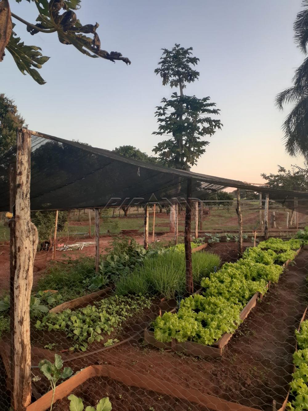 Comprar Rural / S&iacute;tio em Orindi&uacute;va R$ 8.500.000,00 - Foto 8