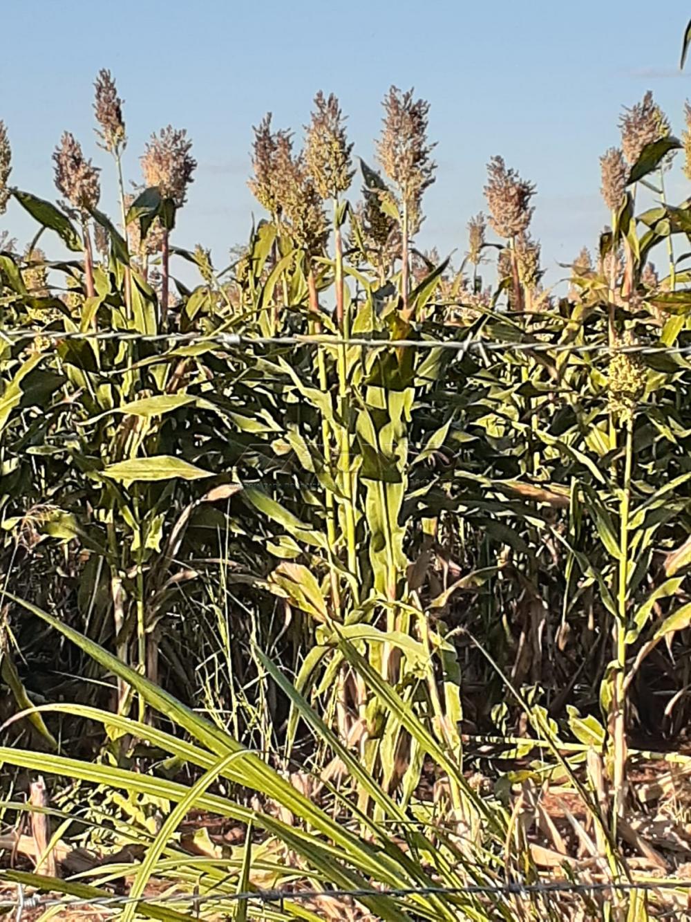 Comprar Rural / S&iacute;tio em Orindi&uacute;va R$ 8.500.000,00 - Foto 11