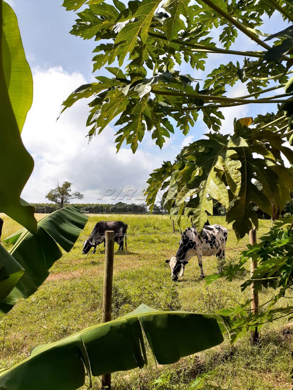 Comprar Rural / S&iacute;tio em Orindi&uacute;va R$ 8.500.000,00 - Foto 12