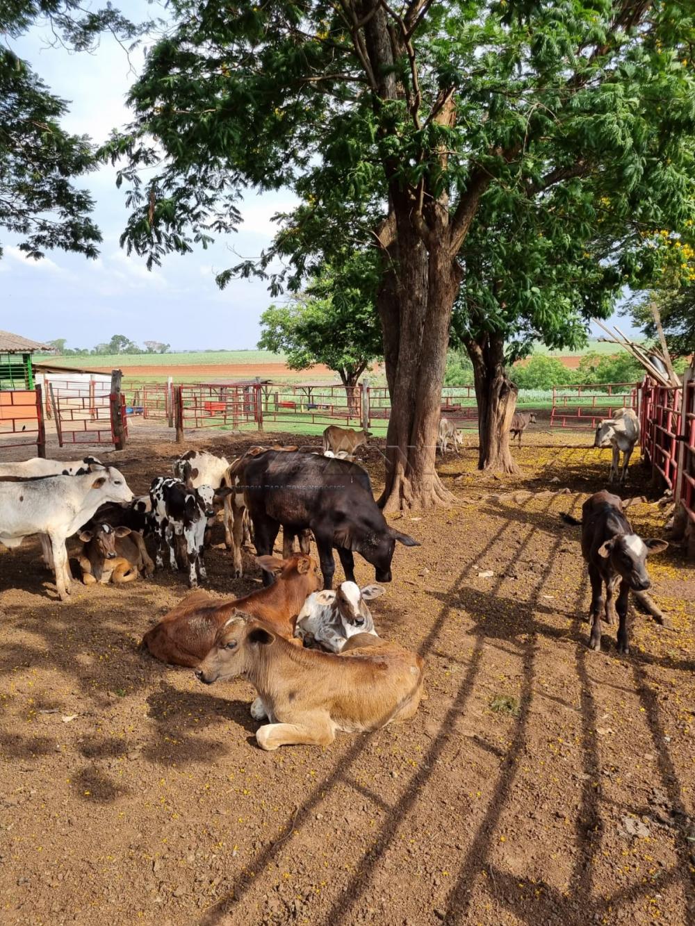 Comprar Rural / S&iacute;tio em Orindi&uacute;va R$ 8.500.000,00 - Foto 13