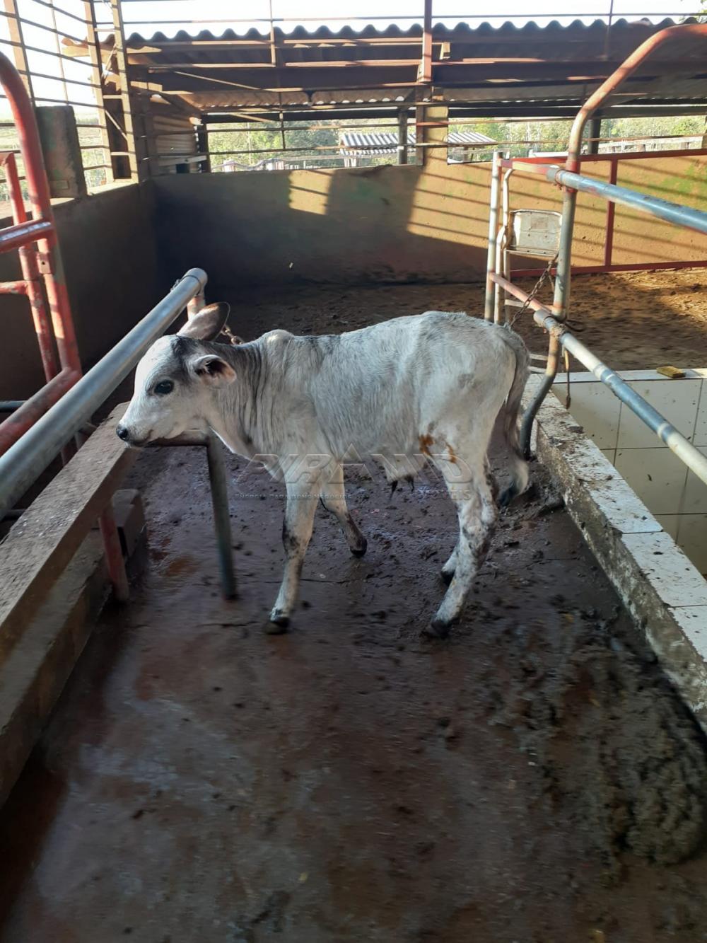 Comprar Rural / S&iacute;tio em Orindi&uacute;va R$ 8.500.000,00 - Foto 14