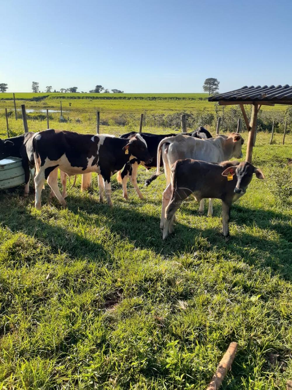 Comprar Rural / S&iacute;tio em Orindi&uacute;va R$ 8.500.000,00 - Foto 15