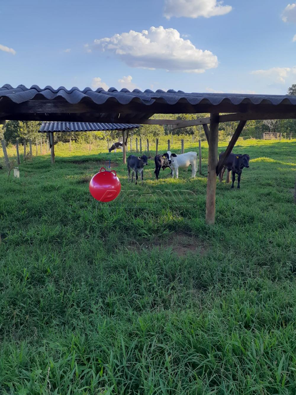 Comprar Rural / S&iacute;tio em Orindi&uacute;va R$ 8.500.000,00 - Foto 17