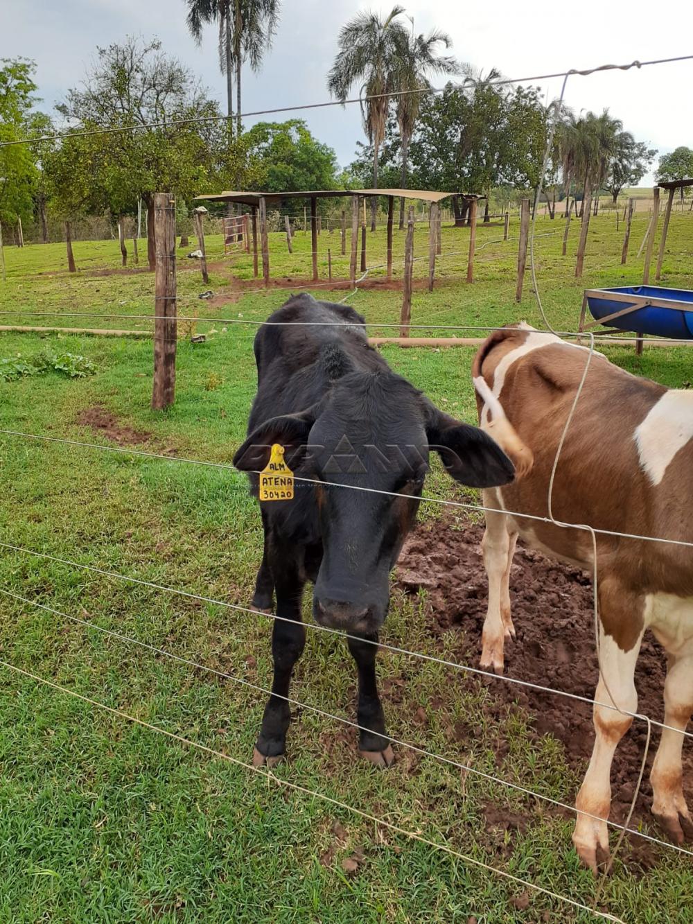 Comprar Rural / S&iacute;tio em Orindi&uacute;va R$ 8.500.000,00 - Foto 18