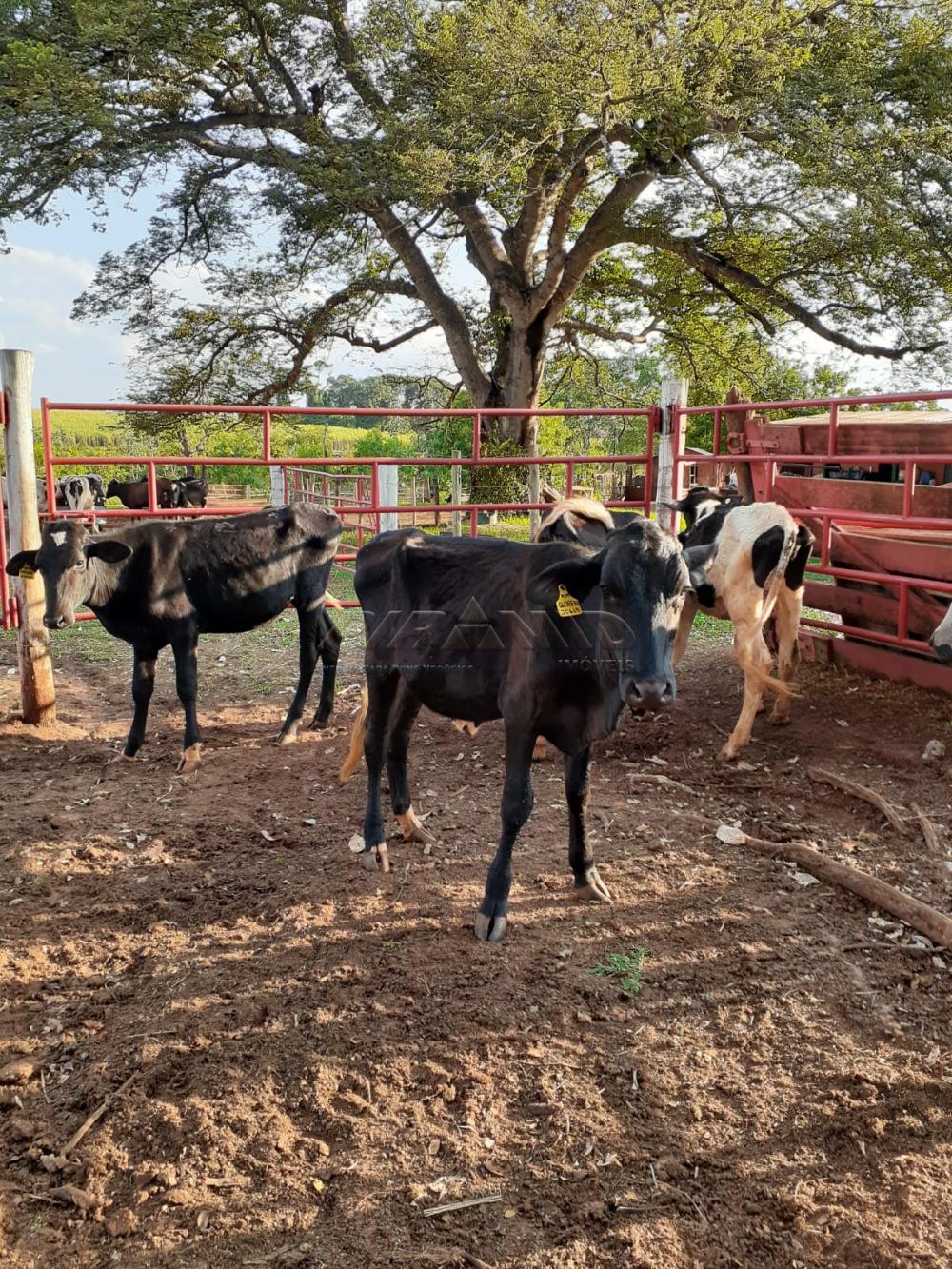 Comprar Rural / S&iacute;tio em Orindi&uacute;va R$ 8.500.000,00 - Foto 19