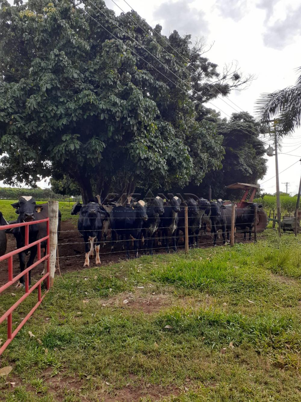 Comprar Rural / S&iacute;tio em Orindi&uacute;va R$ 8.500.000,00 - Foto 20